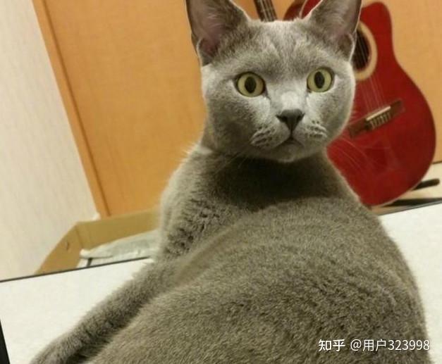 是猫咪所不能理解的,猫咪就会歪着头,露出疑惑的眼神,仿佛在说:"主人