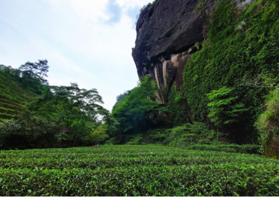 东方六禾武夷岩茶山场说母树大红袍原生地九龙窠的耀世传奇