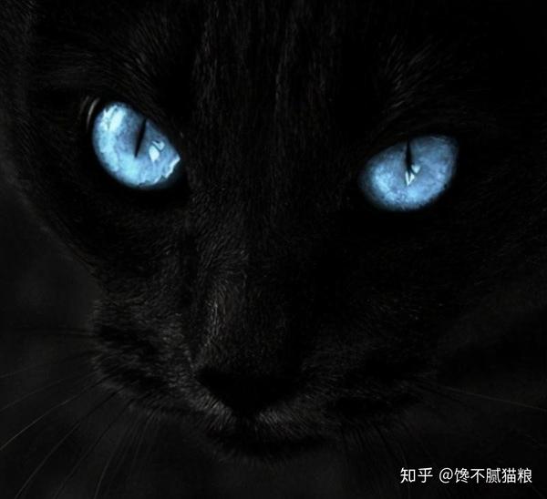 为什么养"黑猫"的人越来越少?原来是这5大原因