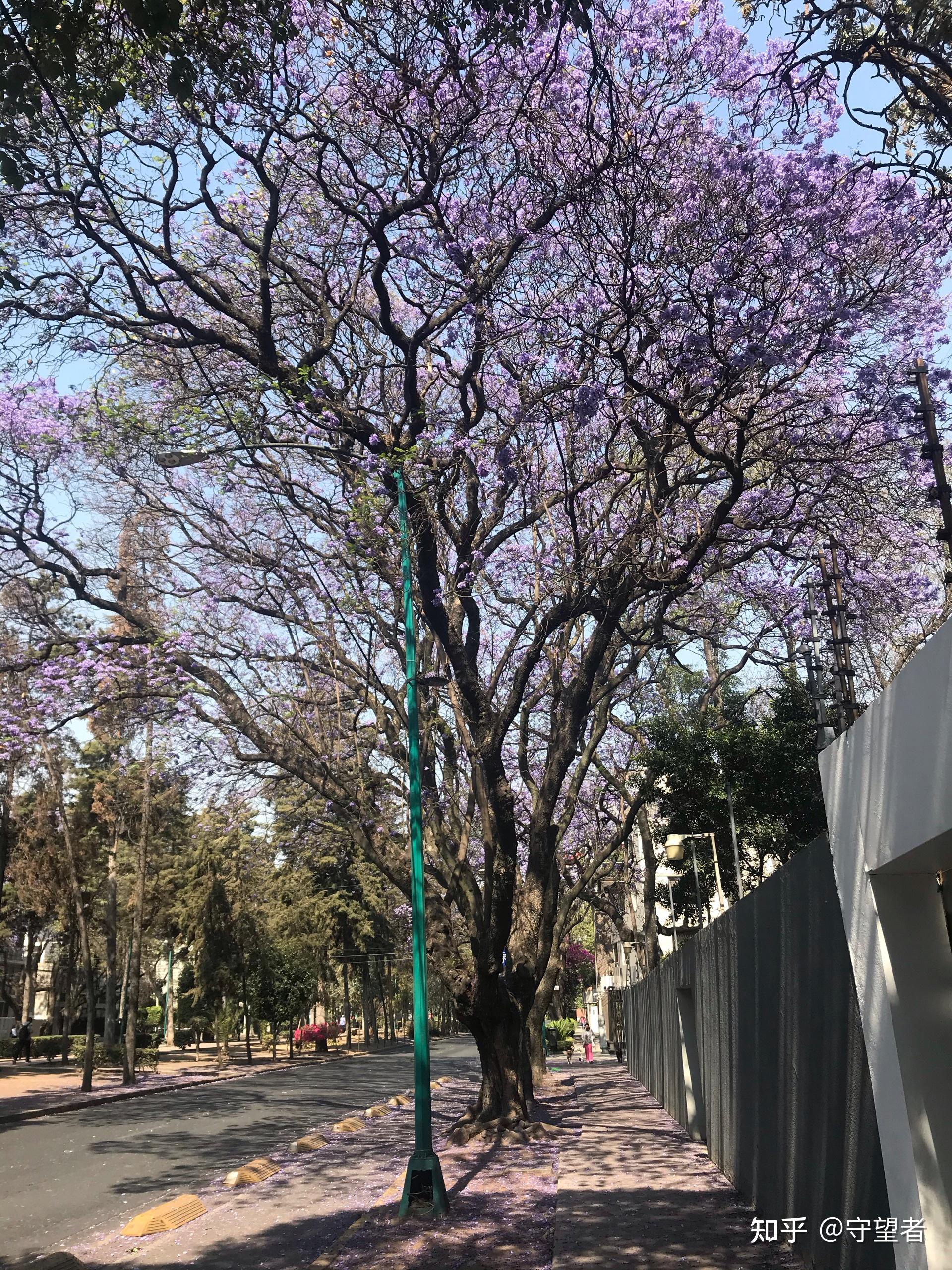 蓝花楹应该是属于乔木,树干粗壮高大.