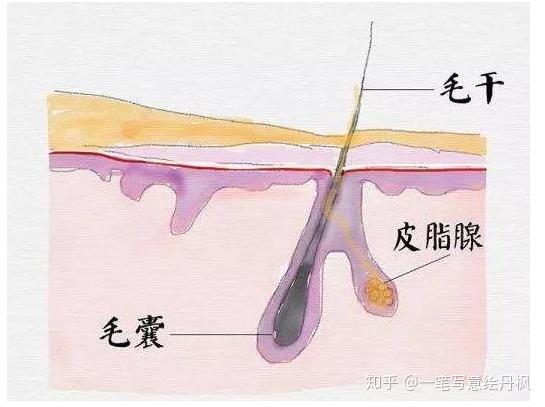 正常的毛囊和皮脂腺