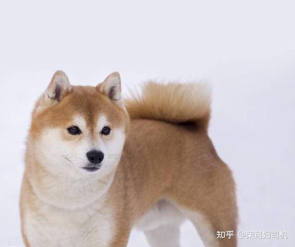 可以说柴犬的品相对其价格有着决定性作用,品相好的柴犬价格高些是