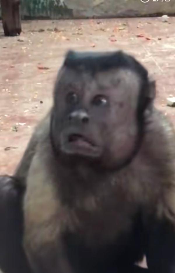 如何评价猴子长一张惊恐国字脸走红管理员说它还可以被人脸识别