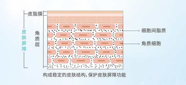 什么是皮肤屏障?