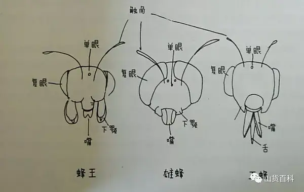 蜜蜂的体态结构与功能