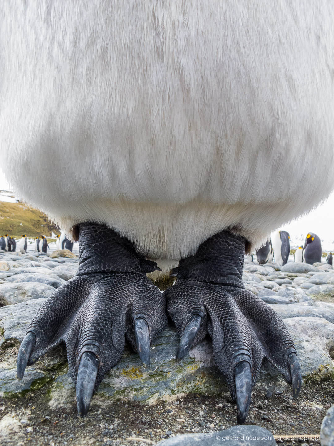 作为一只帝企鹅,它可以在南极零下几十度的环境下生存.