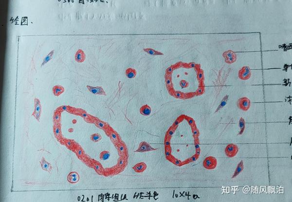 病理切片绘图 红蓝铅笔