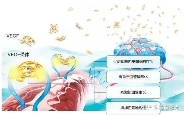 vegf因子, 推动肿瘤血管新生,来为肿瘤生长,进展和转移提供坚实的后勤