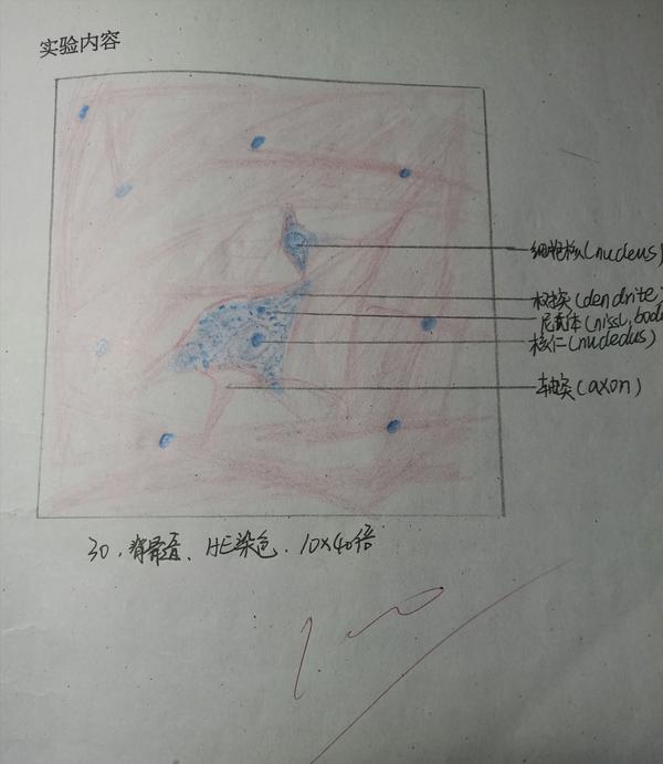 组胚病理红蓝铅笔绘图