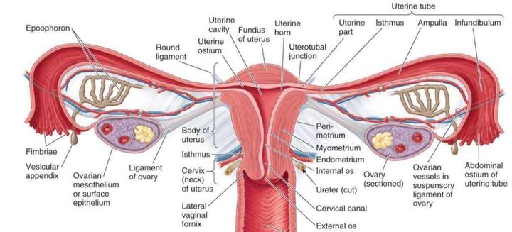 子宫解剖