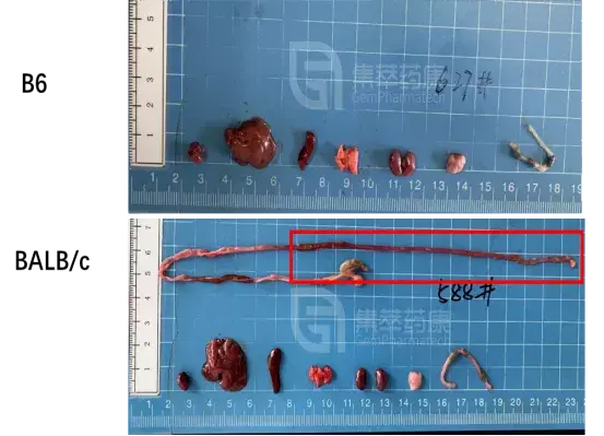 b6和balbc另外两只小鼠的江湖下