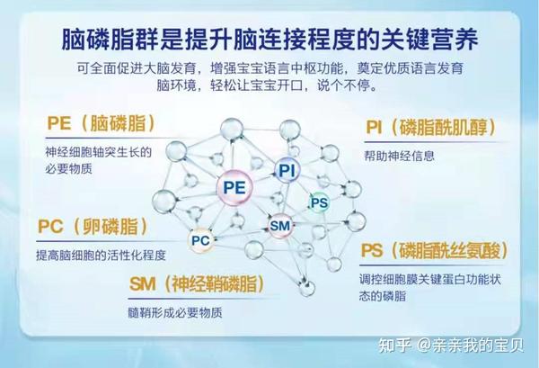 益因贝儿科普:语言提升营养界,大火的脑磷脂群到底是是什么?