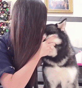 让我们一起来欣赏, 当代铲屎官与汪星人真情实感的表演!