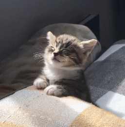 超可爱的小猫咪们