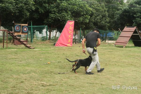 中山伊甸园训犬基地搜救犬的一天