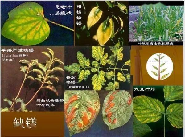 植物缺镁症状:mg在植物体内易移动,缺镁时首先在老叶表现症状.