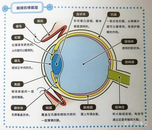 《眼睛大研究》认识眼睛,打赢视力保卫战!