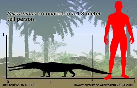 鳄形先驱古喙龙paleorhinus