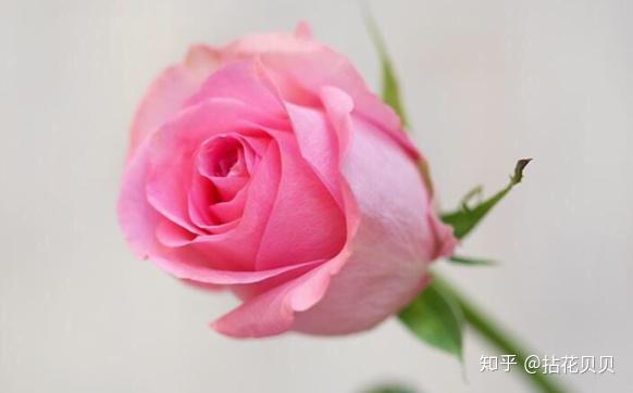 认识花材|这9款粉玫瑰品种你都认识吗
