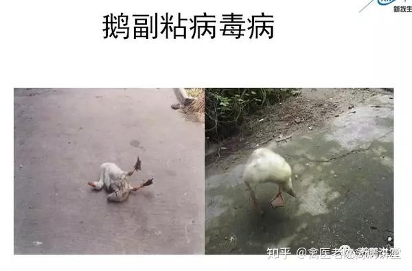 鹅副黏病毒真难治,最怕混感,手把手教你判断鹅副黏病毒