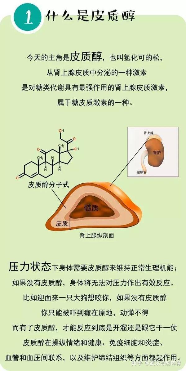 减肥越急于求成,皮质醇就越捣乱,让你胖成死循环