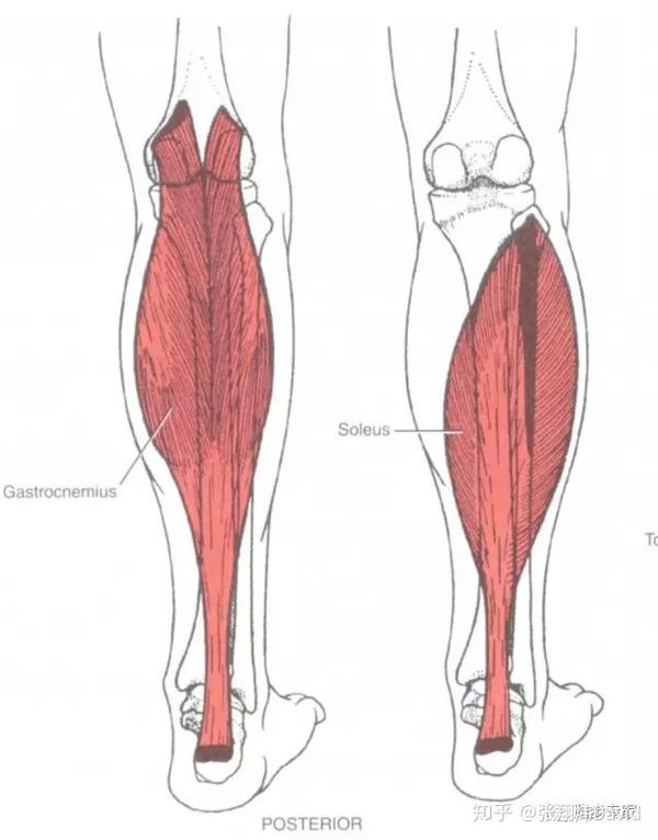问题点:屁股距离脚跟越远,说明跟腱越紧,需要增加柔韧性的练习
