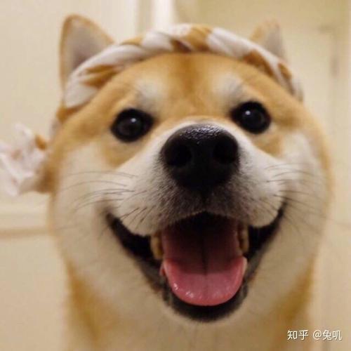 有没有一些柴犬或二哈超可爱的壁纸或头像