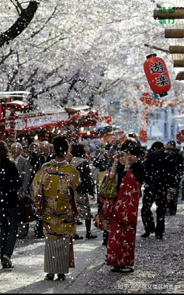 生为过客,死为归人|樱花树下的日本武士道精神