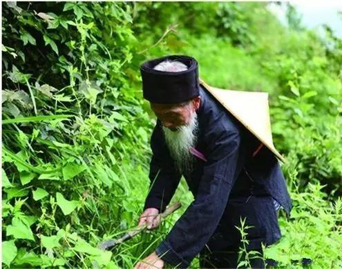 我幻想中的老杨采药的场景