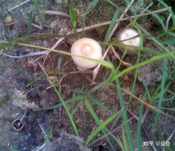 菇迹半卵形斑褶菇毒