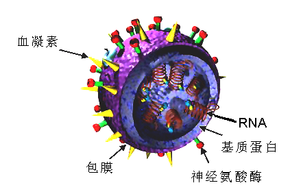 感冒病毒是什么