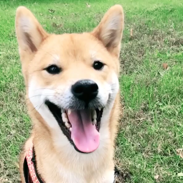 那些被质疑是土狗的柴犬,现在逆袭了吗?