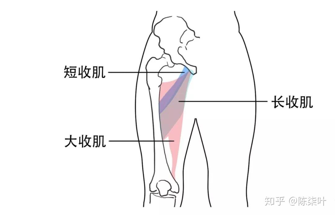 大腿内侧赘肉减不下去是因为你还没把这些方法试完