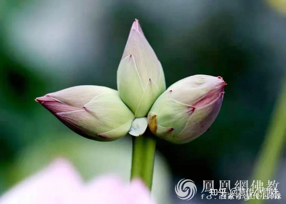 见者吉祥:千年古寺发现世所罕见的三头并蒂莲花