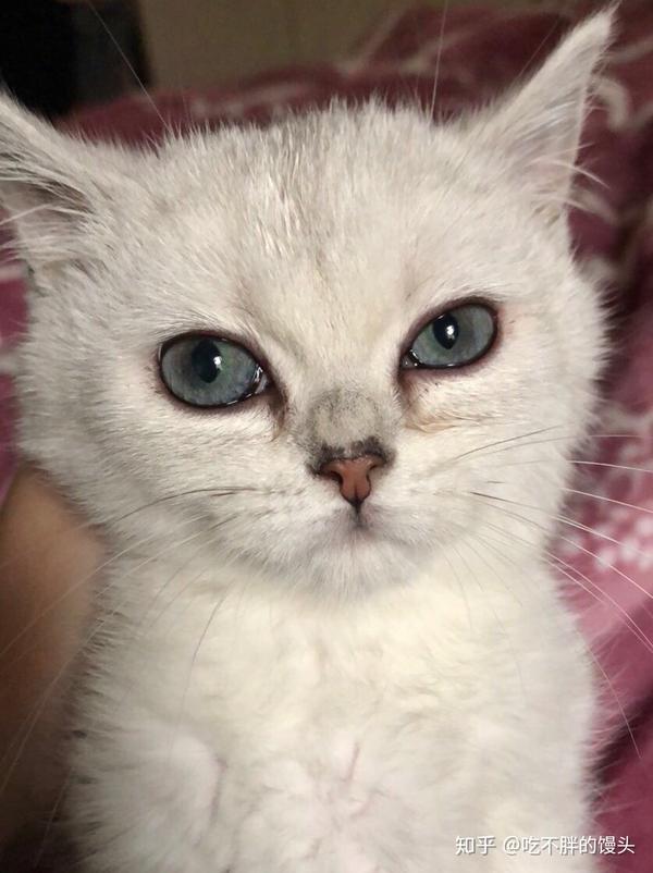 猫咪眼部分泌的红棕色眼泪是什么问题?