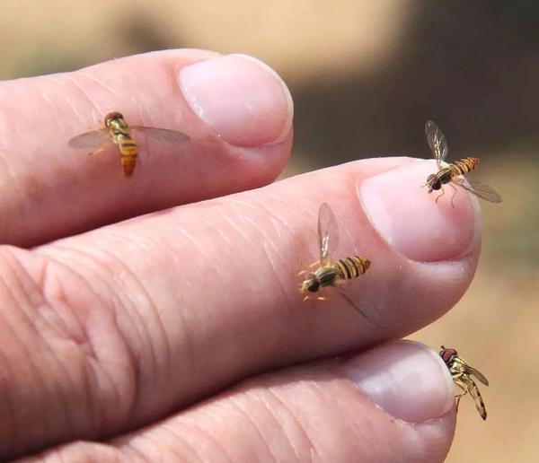 这些蚂蚁大小的深色蜜蜂是隧蜂科(halictidae)的一员,俗称"汗蜂",汗液