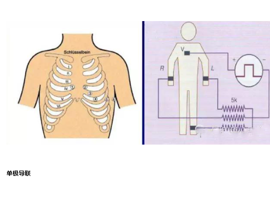 生理25导且联之现代心电图学的建立