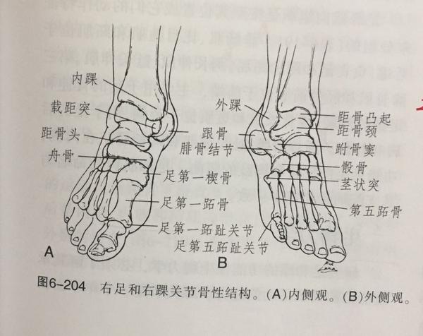 注意 跟骨,腓骨,距骨的位置关系.