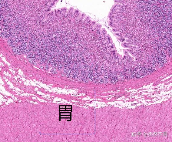 组胚实验图消化管消化腺