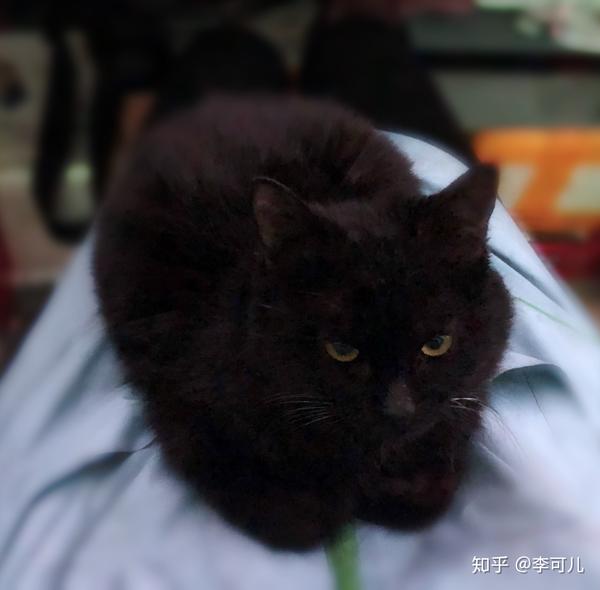 请问这只猫是孟买猫吗?