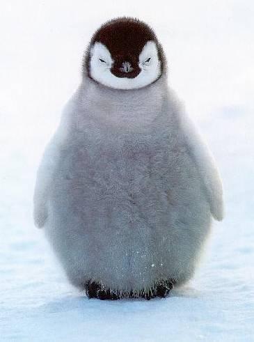 南极萌宠之企鹅系列皇帝企鹅