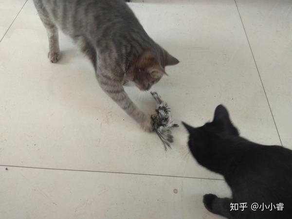 野猫幼崽家养后还有野性吗?