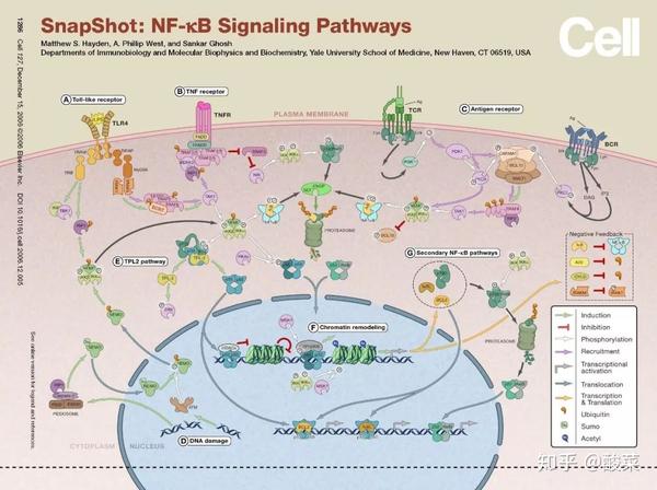 经典信号通路总结—nf-κb信号通路