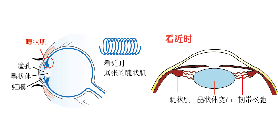 近距离用眼状态下的睫状肌与晶状体