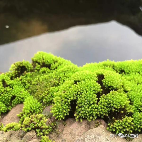 身边的苔藓植物砂藓星星藓