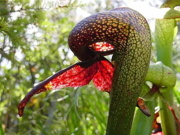 眼镜蛇瓶子草(darlingtonia californica),另一种真实存在的食肉植物.