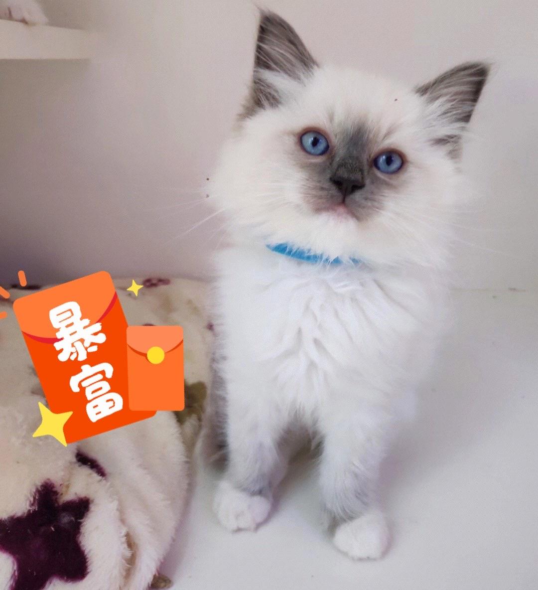 tica证书布偶猫猫找新家
