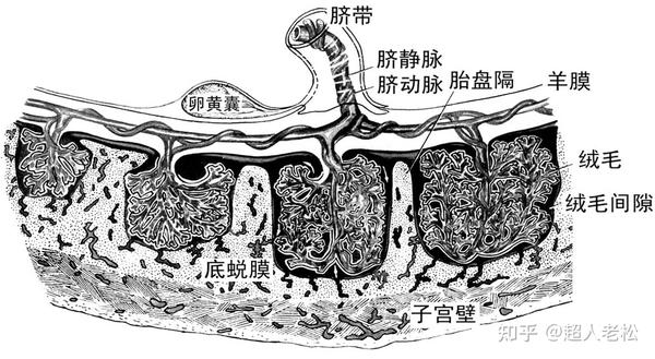底蜕膜构成pl的母体部分,但在整个pl中所占比例极小.