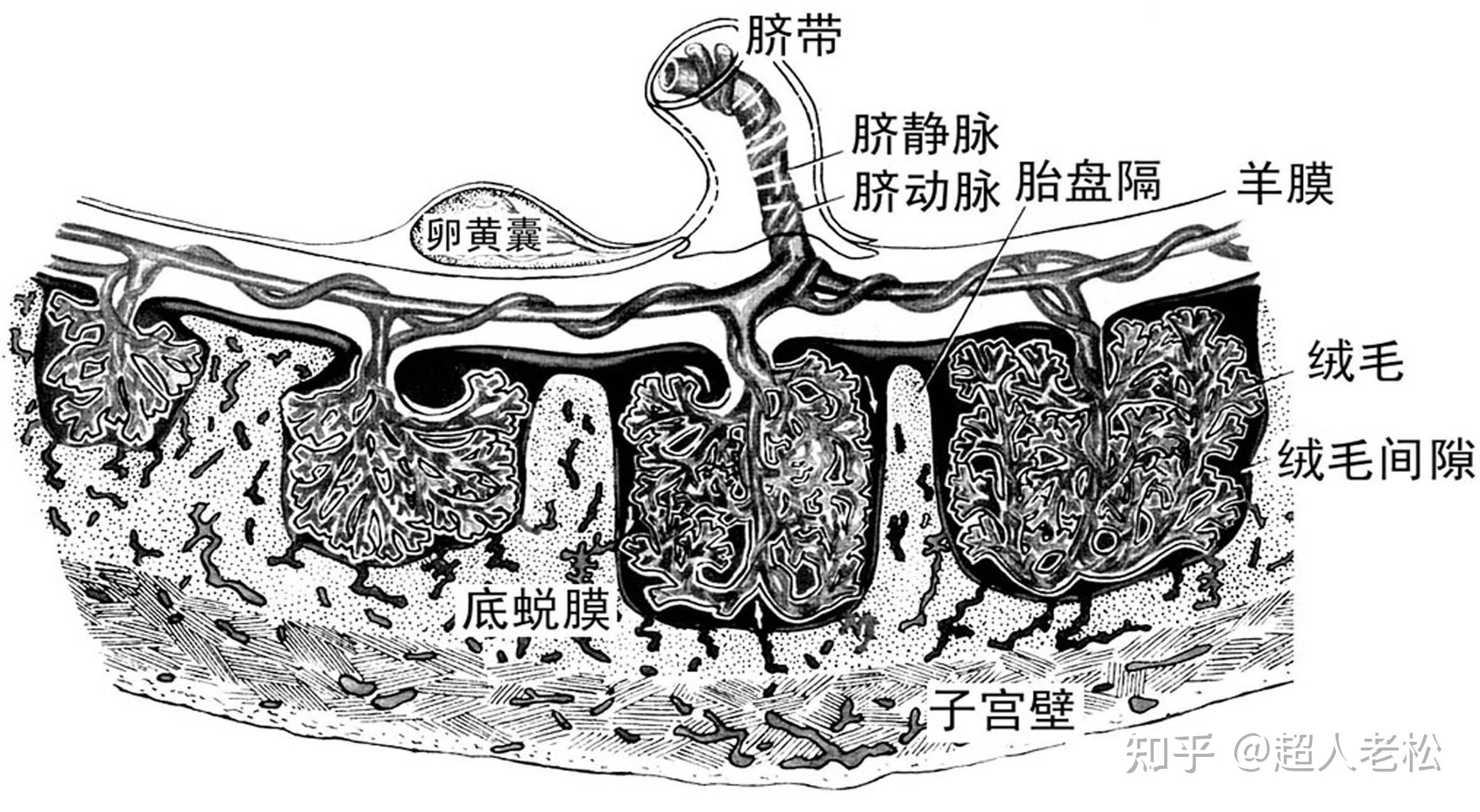 明明白白做超声2312胎盘脐带血流超声多普勒检查