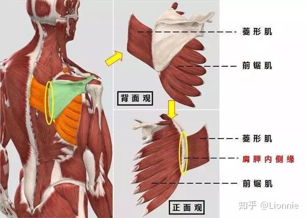 图示控制肩胛骨位置的重要肌肉:前锯肌,菱形肌    图片来源于网络